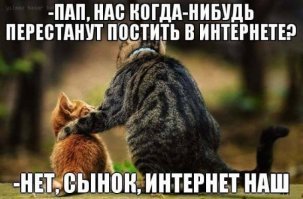Оскар и Майя - кошки, которых любит фотошоп