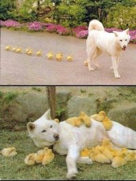 Чужих детей не бывает: 30 трогательных кадров из жизни животных