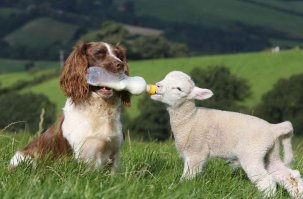 Чужих детей не бывает: 30 трогательных кадров из жизни животных