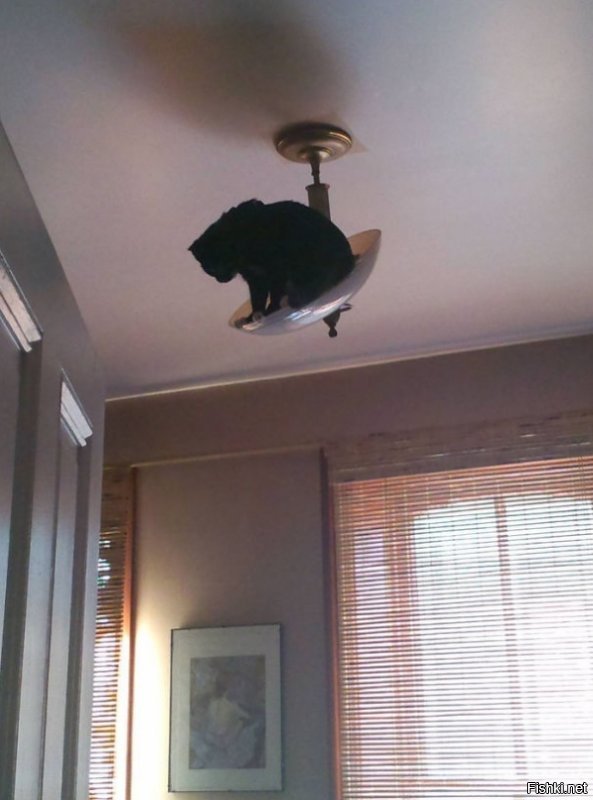 Для чего созданы коты