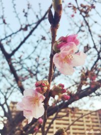 Вот, для пример, начало цветения.