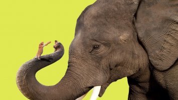 Мышь вышла замуж за Слона… На следующий день Слон сдох. Мышь сидит на пенечке и плачет. 
Подходит Волк:
  Мышь, а Мышь, чего плачешь?
  Да, вот… Всего один день замужем была, а теперь всю жизнь его закапывать…