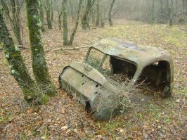 19 таинственных находок, которые люди внезапно сделали в лесу