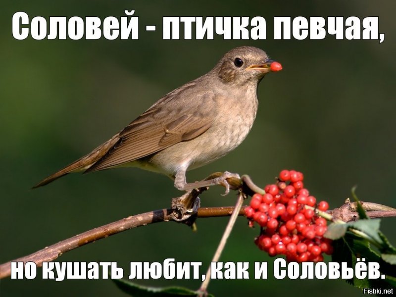 Кто слушал Соловья в начале 2000х, тот никогда не удивится его нынешним песням.
 Шуты, бл@ь.