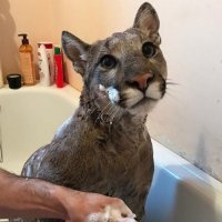 В Пензе еще есть одна семья, которая держит большую кошку. Очень позитивные ребята. Регулярно смотрю их канал I_am_puma с большим интересом.