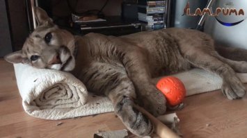 В Пензе еще есть одна семья, которая держит большую кошку. Очень позитивные ребята. Регулярно смотрю их канал I_am_puma с большим интересом.