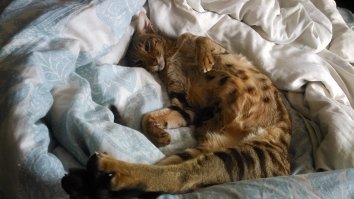 Как на моего кота похож!