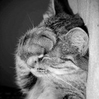 Краудфандинг, свобода и кино