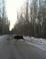 Непростые отношения кота и крысы