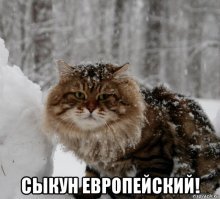 Непростые отношения кота и крысы