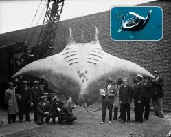 Мальков каких то ловят