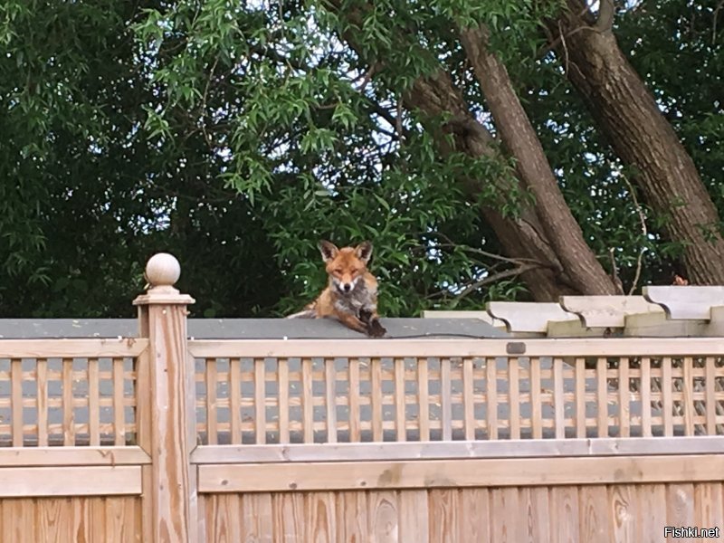 Вот лиса , у соседа на крыше кладовки . Май этого года. Портсмут. Англия.