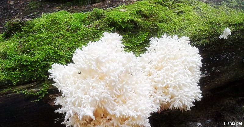 Мне вот этот нравится, Ежёвик (ежовик) коралловидный, вкусный, обалденный грибной запах, чистейший, жаль встречается не часто((