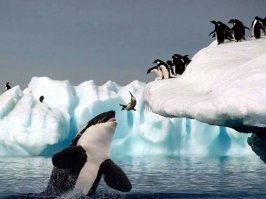 плюсик
Но пингвинов жаль -  их еще и касатки жрут!  И не подавятся!