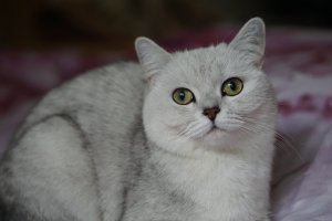 Женщина нашла способ быстро выключить свою кошку