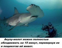 Даже стесняюсь представить - кто и при каких обстоятельствах это понял и что ещё кроме этого делали с акулой.