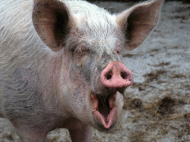 А так ДОЛЖНА выглядеть ветчина перед тем как отправиться на наши столы: