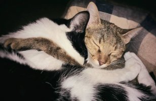 У наших привычка спать в обнимку :)