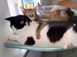 У наших привычка спать в обнимку :)