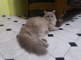 скажите, пожалуйста, какая порода у моего Хулио?