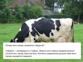 Более того, слово г.о.в.н.о. тоже однокоренное с ними и означало на древнеславянском "коровье".