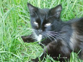 Очень колоритные уличные коты