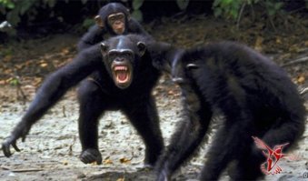 В сети появилось видео потасовки между болельщиками с турнира по смешанным единоборствам