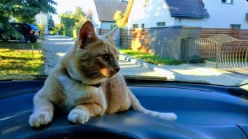 это кот моего сына (сыну 10 лет).