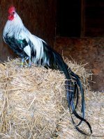 Это, наверное, вот такие куры были