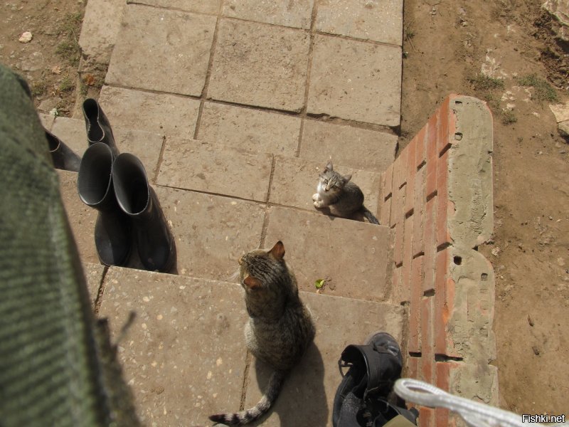 Очень колоритные уличные коты