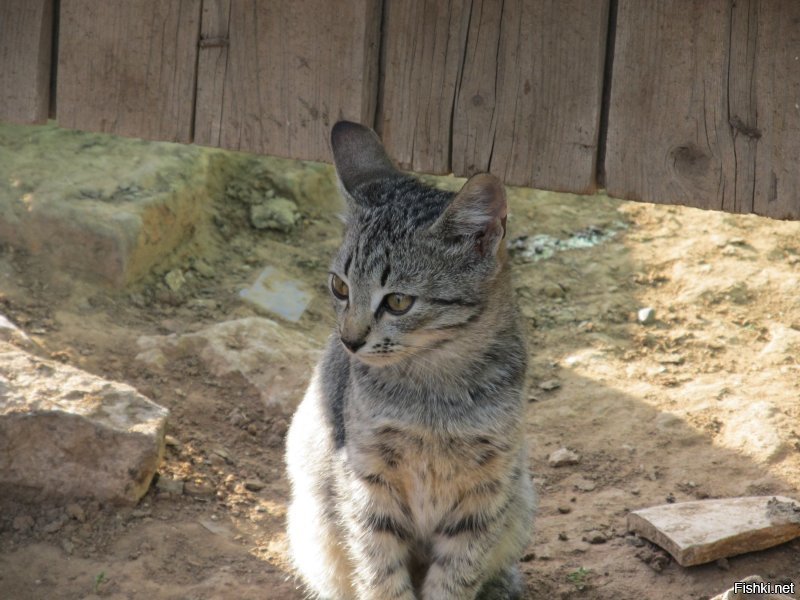 Очень колоритные уличные коты