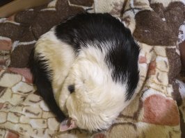 А это Сима. 14,5 лет.