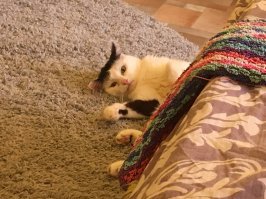А это Сима. 14,5 лет.