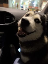 Время выкладывать своих хаски. Моему 9 лет. Наверное и целого поста не хватит описать что мы пережили за это время!!
Это просто монстр а не собака, шерстяной волчара. 
Живёт в доме и по 2 раза в день гуляет в лесу.