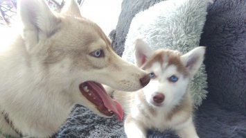 Голден и Леди :)