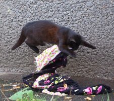 Очень колоритные уличные коты