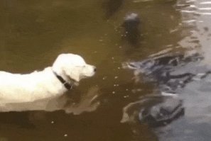 Восхитился этим рыбаком, потрясающая выдержка. Стоял спокойно, ждал прям до того, как сом (это ведь сом?) сам попытается напасть, а потом спокойно держал, при всех попытках не слабенькой такой рыбины. Красавец!