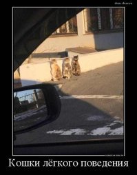 Очень колоритные уличные коты