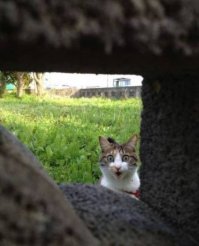 Очень колоритные уличные коты