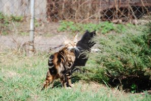 6 странных кошачьих привычек, которым, оказывается, есть объяснение