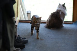 лишь бы все испортить и гордо первым вернуться.. как тока дитятко отпрыгало свое шило в одном месте, у бати снова появляется возможность начать нормальную мужскую охоту..