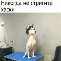 7 удивительных фактов о хаски