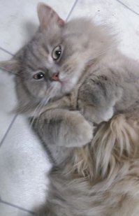 Женщина нашла способ быстро выключить свою кошку