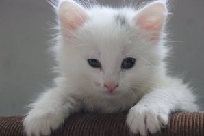 Очень колоритные уличные коты