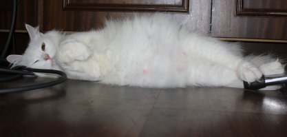 Очень колоритные уличные коты