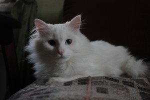 Очень колоритные уличные коты