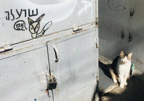 Были на выходных в Тель-Авиве, там на рынке кошак сидел. По ходу "локал", даже граффити с ним есть))