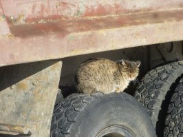 Очень колоритные уличные коты