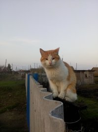 Очень колоритные уличные коты