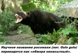 я не понял если Gulo обжора, то Gula это ненасытный? По моему тут некая несуразица!? не?